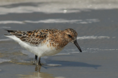 Drieteenstrandloper-Terschelling 2-6-2014