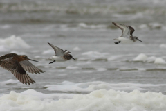 Drieteenstrandloper en Rosse grutto-Terschelling 26-5-2014