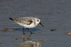 Drieteenstrandloper-Texel 11-10-2010