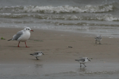 Drieteenstrandloper-Texel 6-10-2010