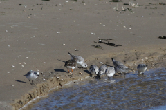 Drieteenstrandloper-Texel 6-10-2021