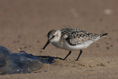 Drieteenstrandloper, 1e kj.-Vlieland 17-9-2012