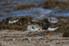 Drieteenstrandloper en Steenloper-Eemshaven 15-10-2023