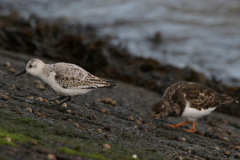 Drieteenstrandloper en Steenloper-Eemshaven 25-10-2022 b