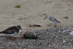 Steenloper en Drieteenstrandloper Texel 6-10-2019 b