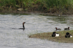 Dwergaalscholver 1 Noord Brabant 6-6-2019