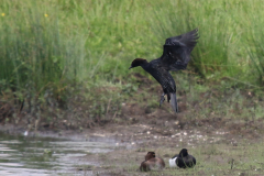 Dwergaalscholver 2 Noord Brabant 6-6-2019