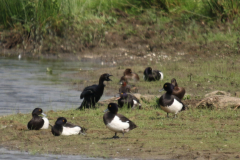 Dwergaalscholver 3 Noord Brabant 6-6-2019