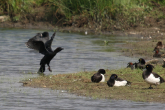 Dwergaalscholver 4 Noord Brabant 6-6-2019