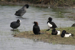 Dwergaalscholver 5 Noord Brabant 6-6-2019