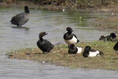 Dwergaalscholver 6 Noord Brabant 6-6-2019