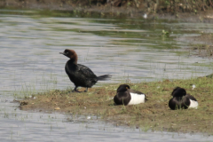 Dwergaalscholver Noord Brabant 6-6-2019