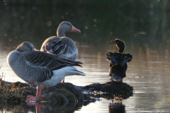 Dwergaalscholver en Grauwe gans Drenthe 18-4-2022