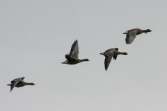 Dwerggans 1-Lauwersmeer 12-10-2011