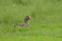 Dwerggans 1-Lauwersmeer 24-6-2007