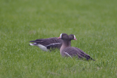 Dwerggans 2-Lauwersmeer 12-10-2011