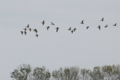 Dwerggans 3-Lauwersmeer 12-10-2011