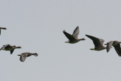 Dwerggans-Lauwersmeer 12-10-2011 2