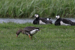 Dwerggans en Brandgans Groningen-prov. 12-5-2022