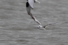 Dwergmeeuw, 2e kj. Lauwersmeer 17-5-2023