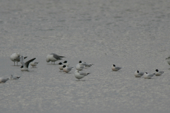 Dwergmeeuw-Lauwersmeer 1-5-2008