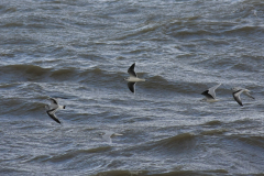 Dwergmeeuw, adult en 1e kj. -Lauwersoog 29-10-2017