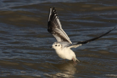 Dwergmeeuw, 1e kj. -Lauwersoog 8-10-2011