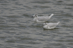 Dwergmeeuw, adult -Lauwersoog 9-9-2007 b