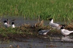 Dwergmeeuw en Kokmeeuw -Zuidlaardermeergebied 28-4-2014