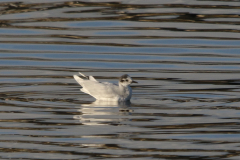 Dwergmeeuw, adult 1  Lauwersoog 16-11-2023