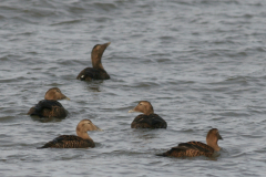 Eider, ♀  1-Lauwersoog 19-11-2008