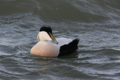 Eider, ♂  1-Lauwersoog 30-12-2011