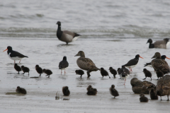 Eider, ♀ en kuikens  1-Schiermonnikoog 22-5-2022