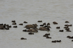 Eider, ♀ en kuikens  1-Terschelling 21-5-2014