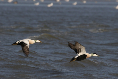 Eider, ♂  1-Waddenzee 14-2-2018