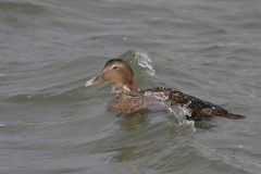 Eider, ♀  2-Lauwersoog 19-11-2008 b