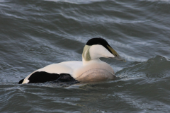 Eider, ♂  2-Lauwersoog 30-12-2011