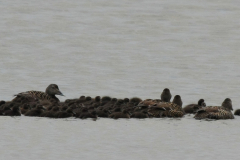 Eider, ♀ en kuikens  2-Terschelling 21-5-2014