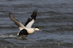 Eider, ♂  2-Waddenzee 14-2-2018