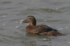 Eider, waarschijnlijk 1e kj. ♀  3-Lauwersoog 19-11-2008