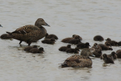 Eider, ♀ en kuikens  3-Terschelling 21-5-2014