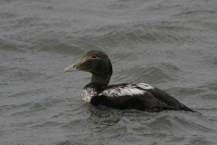 Eider, 1e kj. ♂  4-Lauwersoog 19-11-2008