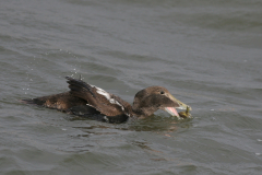 Eider, 1e kj. ♂ -Lauwersoog 19-11-2008 b