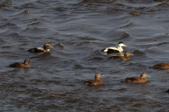 Eider, ♀ en adult en 2e kj. ♂ -Lauwersoog 2-2-2022