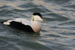 Eider, ♂ -Lauwersoog 30-12-2011 b