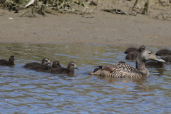 Eider, ♀ en kuikens -Schiermonnikoog 18-5-2021 b