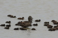 Eider, ♀ en kuikens -Terschelling 21-5-2014