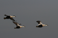 Eider, ♂ -Waddenzee 14-2-2018