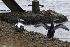 Eider, eclips ♂  en Aalscholver-Lauwersoog 3-10-2023