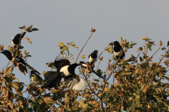 Ekster-Texel 7-10-2013